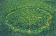 fairy rings