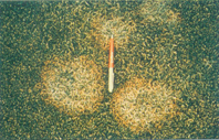 fusarium patch