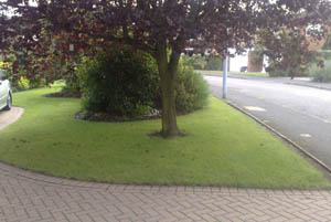 your garden after lawn treatment