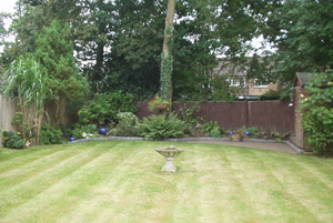 lawn and grass treatment before photo